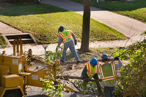 How Our Tree Care Process Works  in Lafayette, CA